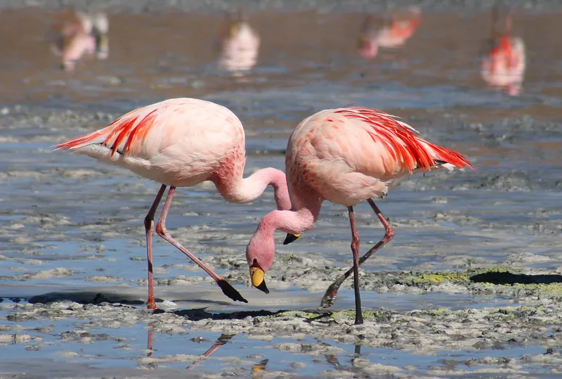 Pink — photo 1